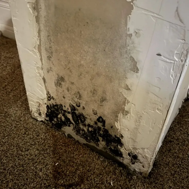 Professional Mold Removal in Chatsworth, CA